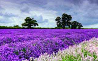 pi: What we know and why it matters